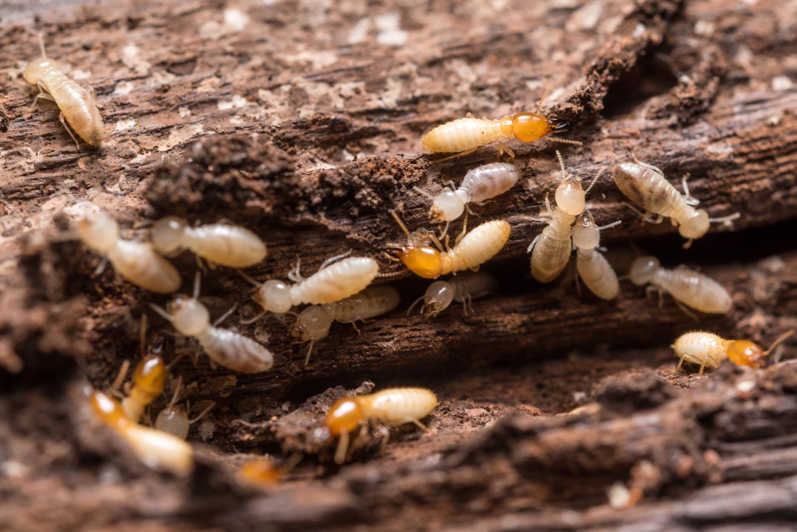 Termites : un état qui permet de connaître le statut d’un bien au regard de ce type d’infestation